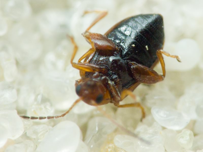 Alticinae Spinola, 1844